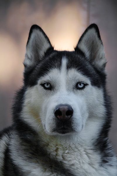 Husky Igor 4 Kleur par Samanta van Wezel