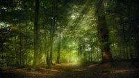 Zonlicht in het bos