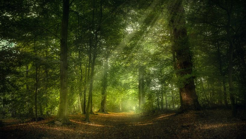 Zonlicht in het bos par Klaas Fidom