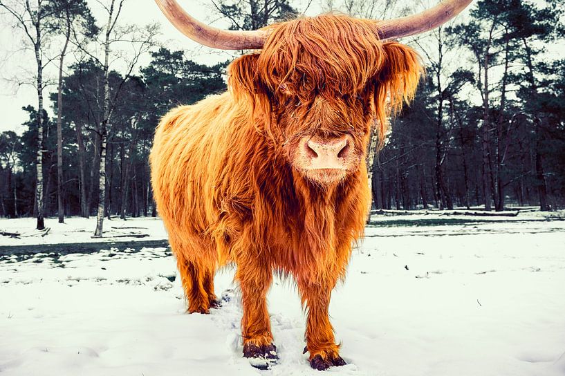 Schottische Highlander-Rinder im Schnee während des Winters in einem Wald von Sjoerd van der Wal Fotografie