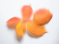 Playful autumn colours 5