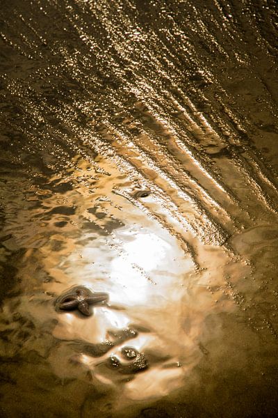 Étoile de mer dans la lumière dorée du soleil par Danny Slijfer Natuurfotografie