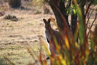 Un curieux wallaby caché derrière des plantes