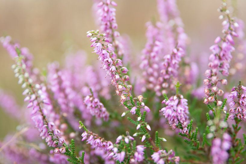 Heath Smilde von Henriette Tischler van Sleen
