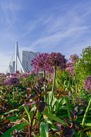 Des fleurs pour le pont Erasmus