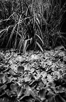 Beet mit Teichpflanzen im Garten.