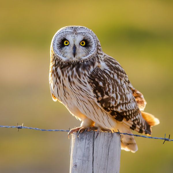 Velduil in het licht van Daniela Beyer