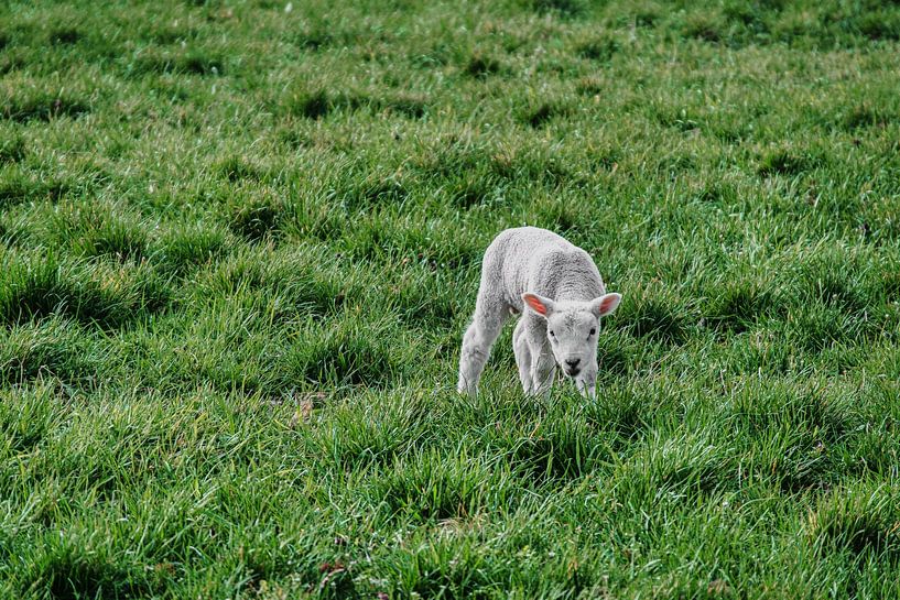 Lamm: Frühling von jan van de ven