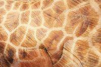 hout en giraffe