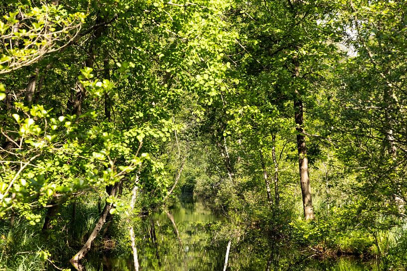 Die Weerribben, National Park Weerribben-Wieden. von Gert Hilbink