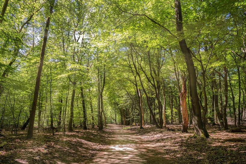 Trees by Marian van der Kallen Fotografie