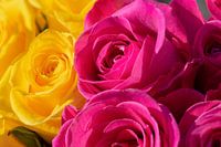 Roses jaunes et roses en gros plan