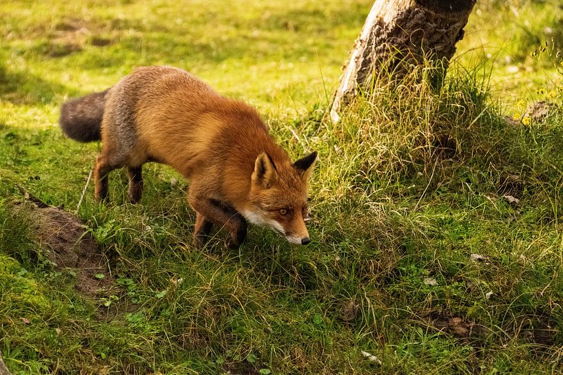 Fox par Merijn Loch