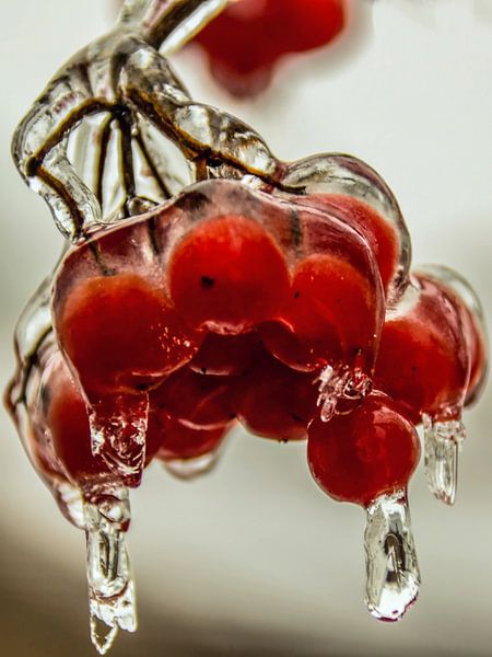 geeistes Beerendessert - Eisregen 31.01.2017 von Christine Nöhmeier