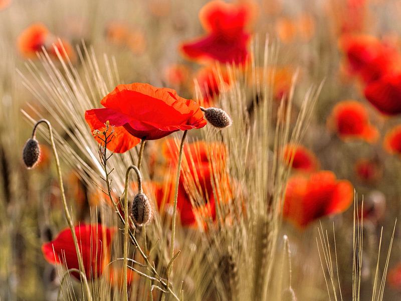 Coquelicots par Rob Boon