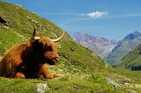 Ein Hochlandrind in den Brgen im Kaunertal (Tirol)