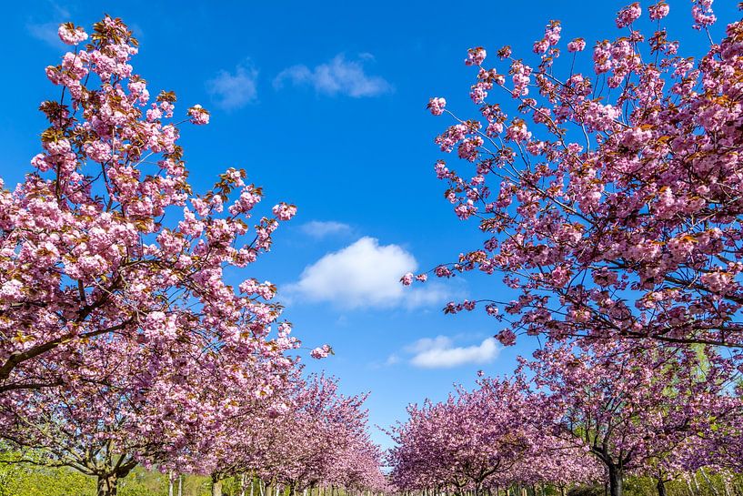 Magnifique floraison de cerisiers avec un ciel bleu par Melanie Viola