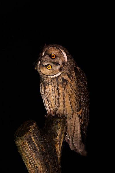 Hibou des marais la nuit par Ruurd Jelle Van der leij