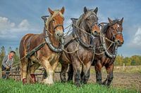 Chevaux de trait