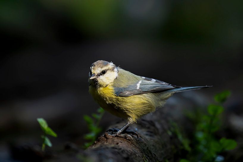 Blue Tit Cyanistes caeruleus by Raymond Engelen