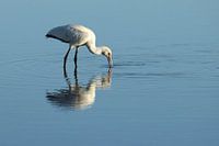 Löffler auf dem Wattenmeer