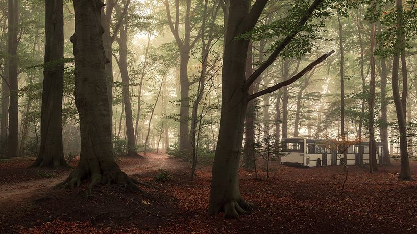 Ein Morgen im Slochter Wald von Marga Vroom