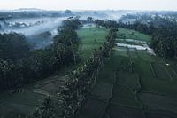 Morning mist over Bali's rice paddies