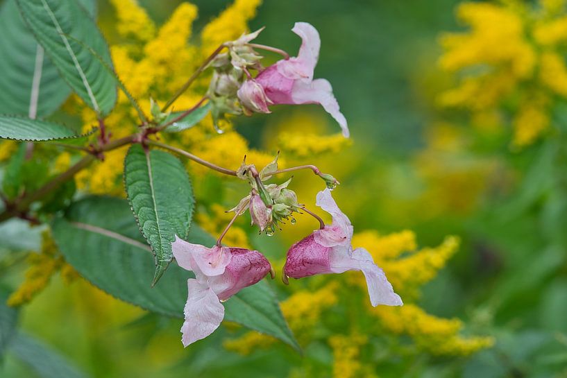 Colourful Dutch nature by Jolanda de Jong-Jansen