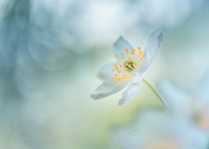 Glorreich von Christl Deckx