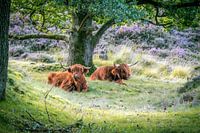 Schottische Highlander