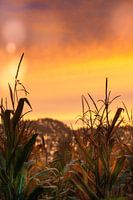 Zonsopkomst over het maisveld