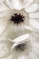 weißes Blütenblatt mit Tropfen 