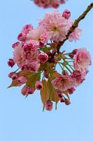 The Japanese cherry blossom in early spring.
