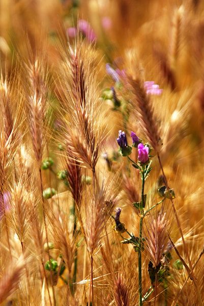 Tarwebloesem von Björn Massuger