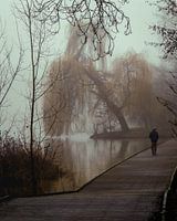 Promenade matinale brumeuse