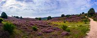 Posbank | Veluwezoom | Sandweg durch die Purpurhügel