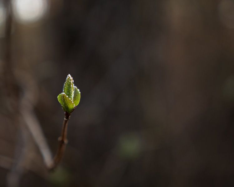 Nachtfrost auf einer frisch geschlüpften Buschknospe von Max van Gils