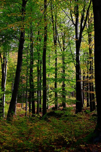 Golden October by Thomas Jäger