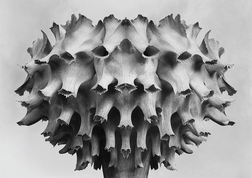 Flowers Black and White - Floral 6 by Sander Hupkes