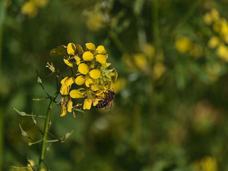 Nahaufnahme einer Biene beim Sammeln von Nektar auf einer gelben Rapsblüte von Timon Schneider
