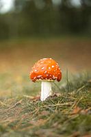 Champignon rouge dans l'herbe