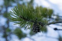 Pine cone on a branch