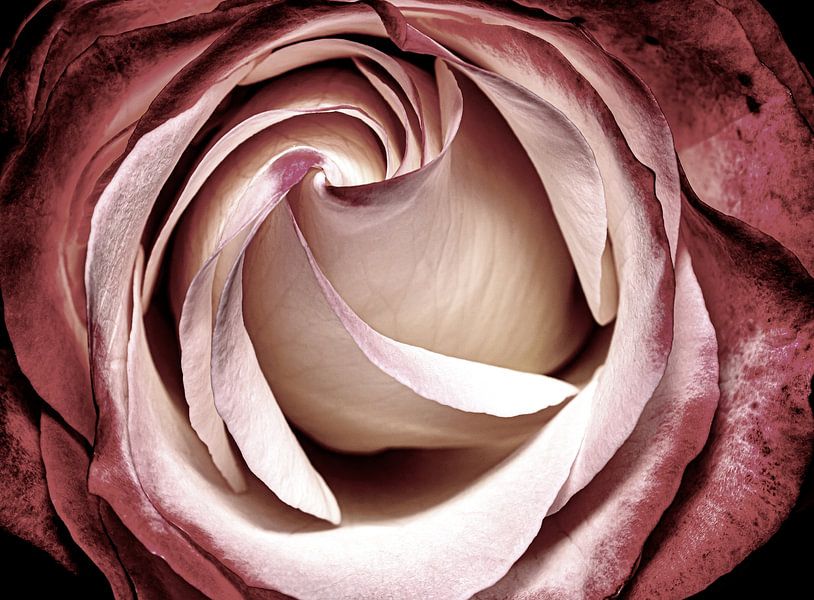 Im Namen der Rose, der dekorativen und der symbolischen Bedeutung von Shop bij Rob