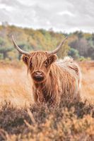 Highlander écossais dans un paysage d'automne