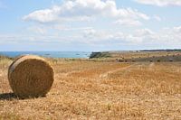 Küste der Normandie bei Longues-sur-Mer.