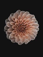 Orange dahlia with dewdrops and fine spider web