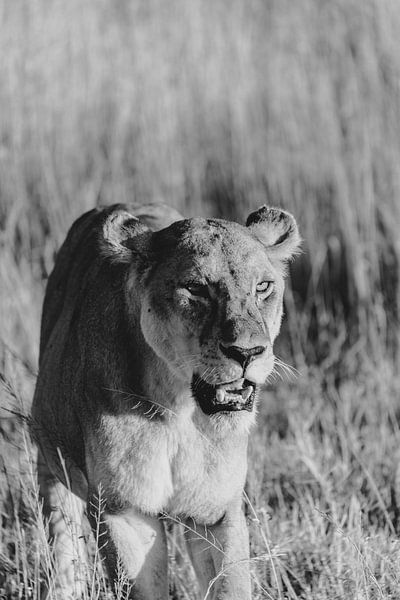 Lioness in the Serengeti | Travel photography Tanzania | Wildlife | Wall art | Fine art print by Alblasfotografie