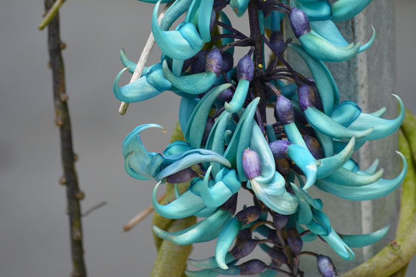 Jade flower in butterfly garden Cameron Highlands by Minimalistic Travel Photography by.Rieneke