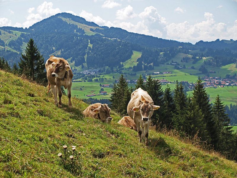 Cows on mountain pasture by Rinke Velds