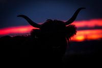 schottischer Highlander